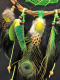 Jungle Peacock Dreamcatcher 'Hypnotizing' | Chrysocolla Stone